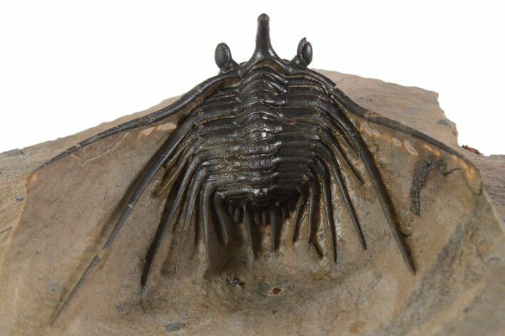 Kettneraspis Trilobite With Long Occipital - Lghaft, Morocco #339614